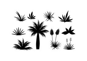 tropical plants