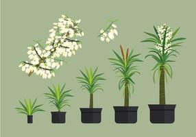 Free Yucca Plant Vectors